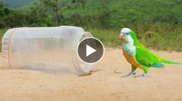 Build Unique Underground Parrot Trap Using Deep Hole 